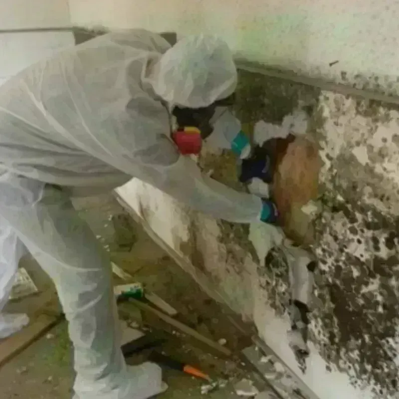 Mold Remediation and Removal in Brentwood, TN